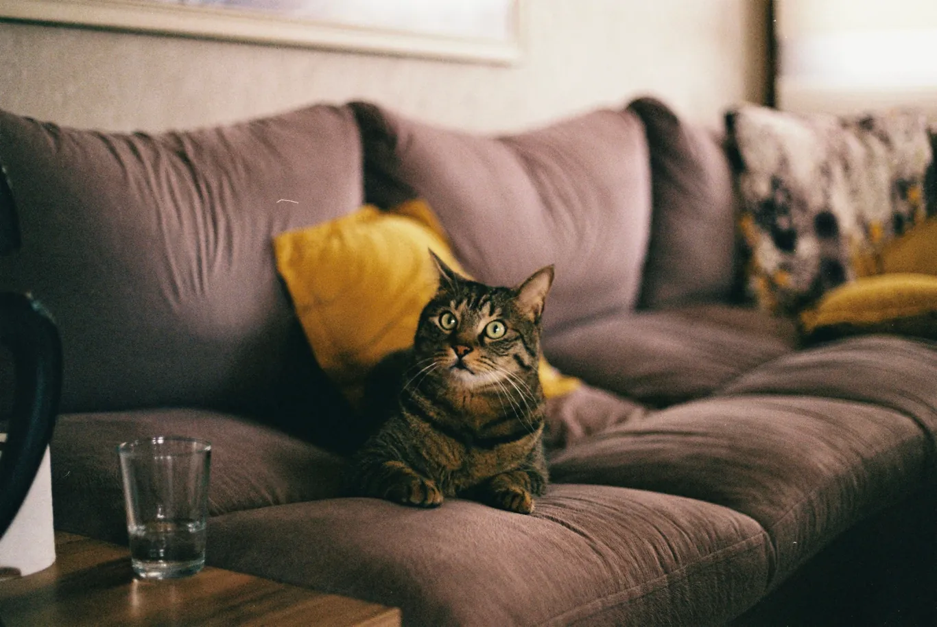 Tabby cat resting on a living room sofa