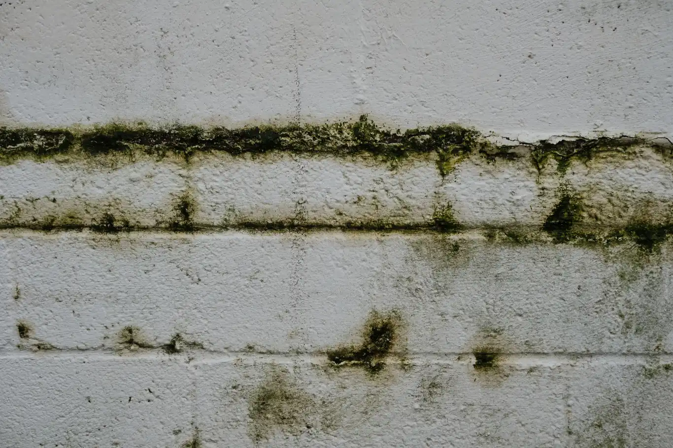 Green mold growth along a bathroom tile grout line