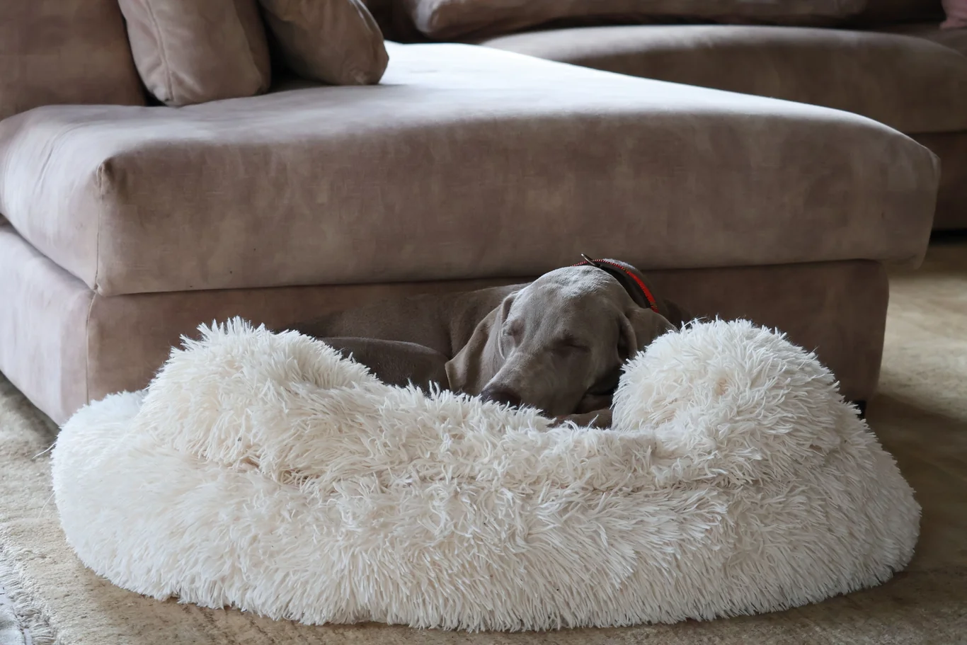 Dog curled up asleep in a soft round pet bed on the floor