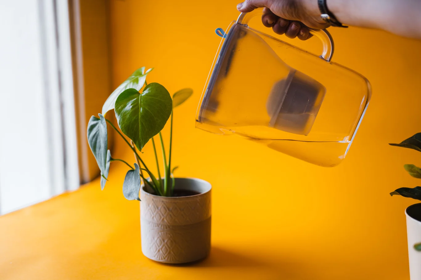 Clear water filter pitcher being filled with water on a kitchen counter