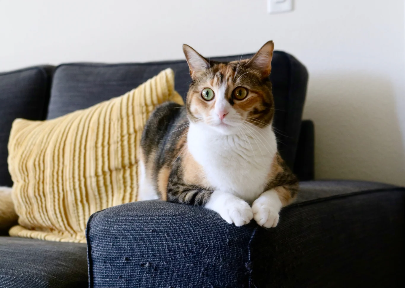 Calico cat sitting on the corner of a living room sofa